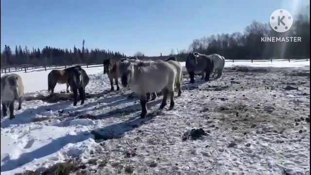 Якутская лошадь – уникальное творение природы/Саха сылгыта/минус 60 градусов может легко перенести