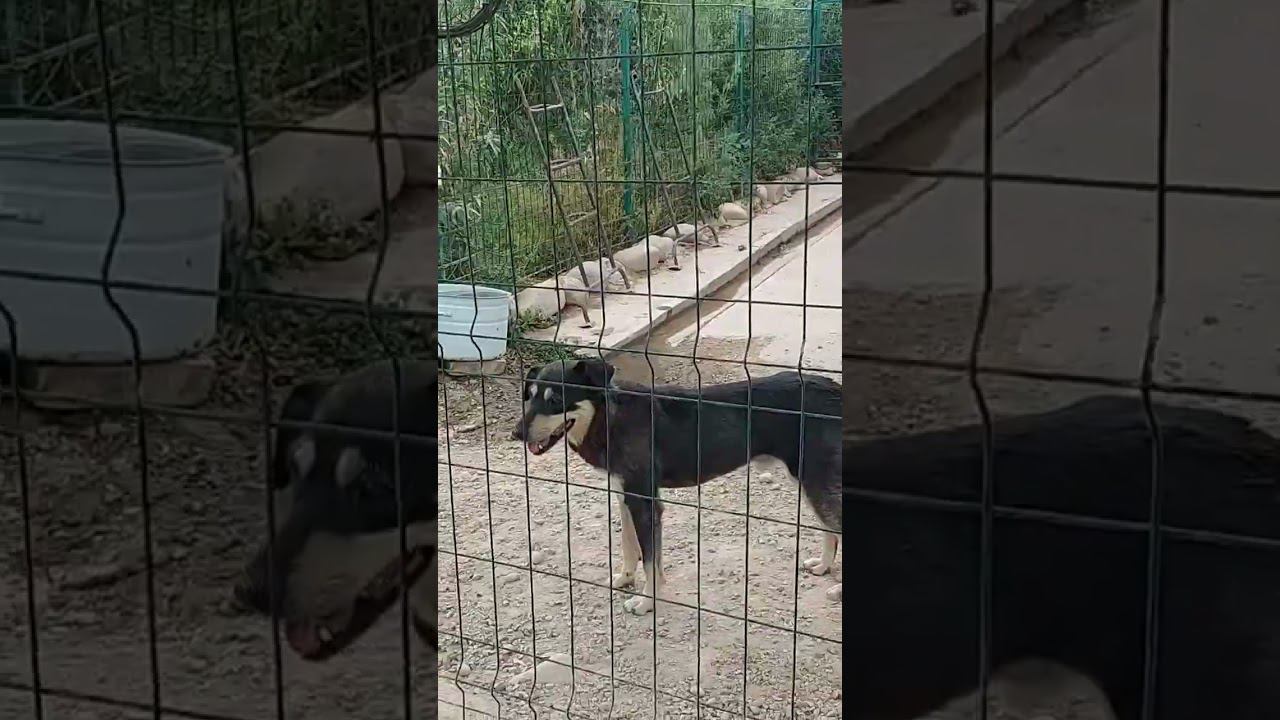 Ташкент.  Поселила ее в хороший вальер.