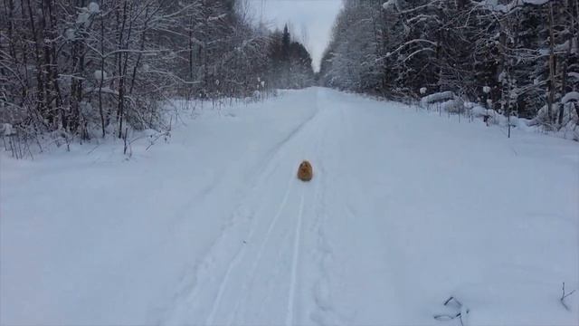 Лыжная прогулка с Малышом