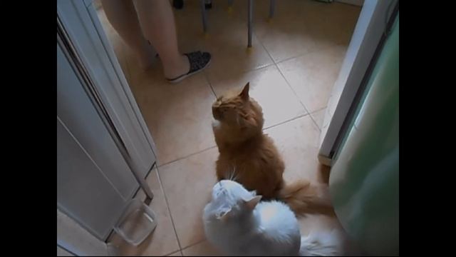 Говорящие коты. "Кому супа?"   "Мне!!!"