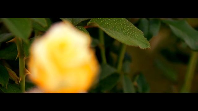 Sony Alpha a35 - Sony Vegas - cinematic style - Nature´s Beauty