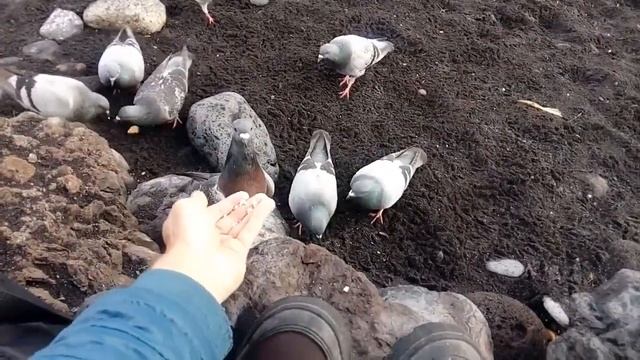 Кормление птиц Мира в Пуэрто Де Ла Круз