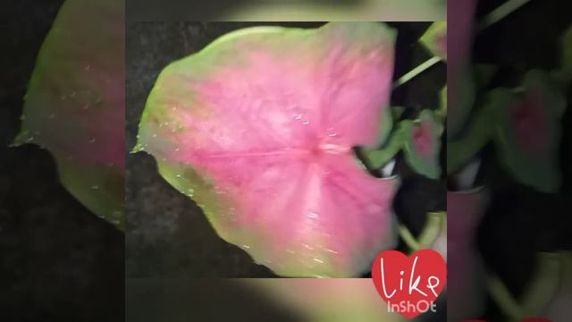 ROSE GLOW SHADE CALIDIUM || THE HEART PLANT ❤️