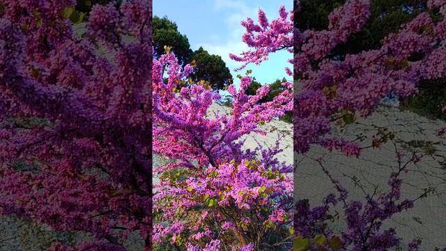Красивое цветущее #дерево #Кабардинка #пейзаж #Трасса #природа #весна