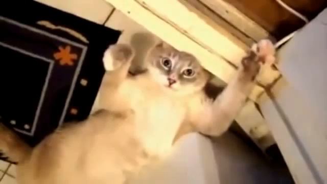Сборник самых смешных видео про животных со всего YouTube!