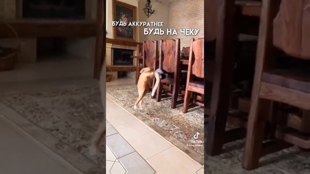 💫 Эдит Симба каналы называется  💫 @simb