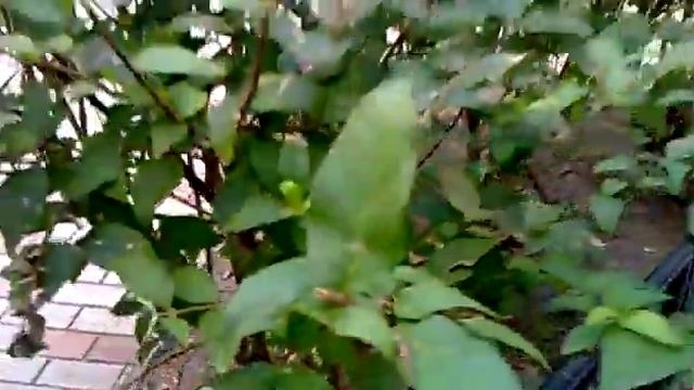 Nokia C6: Видео 1, снятое встроенной камерой
