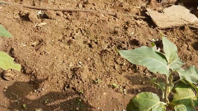 Vlog:Во саду ли в огороде -30 сентября 2019 год.Остатки перца и баклажан.