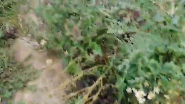 Мята для крепкого сна