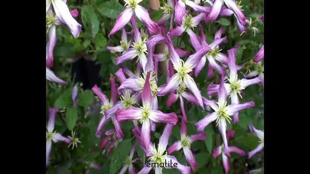 Clématite flammula Rubra Marginata by clematite.net - Spécialiste des plantes de jardin
