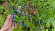 Урожай голубики. Голубика Шантеклер, Чандлер, Блюголд. Выращивание голубики в Челябинске без укрытия