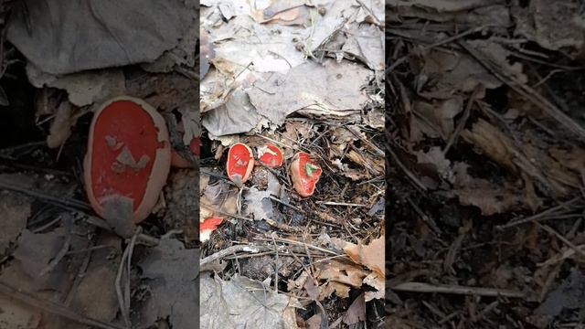 Первые грибы 2024 года Измайловский лесопарк