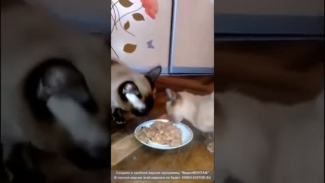 Котики кушают вкусный корм ЛЕОПОЛЬД