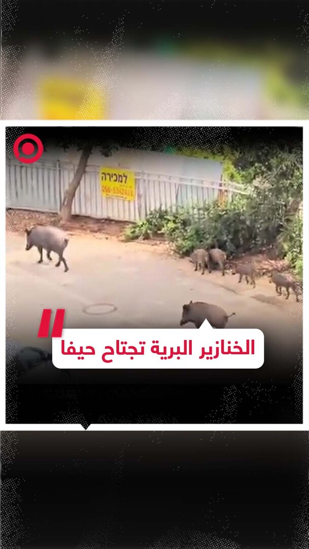 ظاهرة الخنازير البرية تؤرق الإسرائيليين