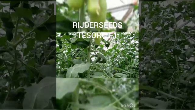 ТЕЗОРО F1 (Tesoro F1) - тип «Дамские пальчики», ярко-красный томат от Rijder Seeds.