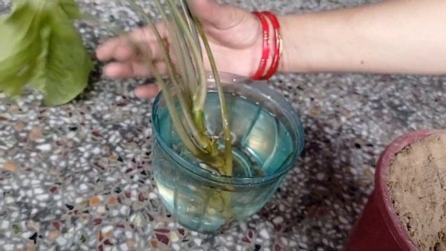 Syngonium Plant Ki Care|| Indoor Plant Syngonium|| Cutting Propagation Of Syngonium Plant