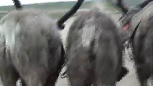 нарта по песку.mp4