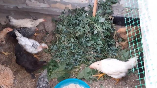 КУРЫ НЕСУШКИ.