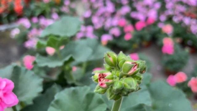 How To Grow And Care For Geraniums (Pelargonium)