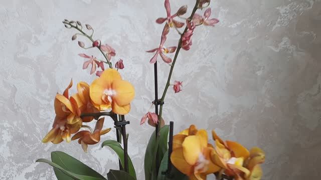 Ура! Приехали?Новинки орхидей фаленопсисов в мою коллекцию.  Las Vegas, Spider / Bronze Maiden