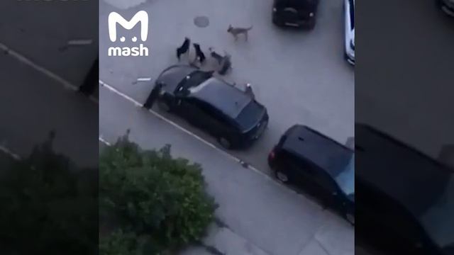 Собаки разобрали машину в Самаре