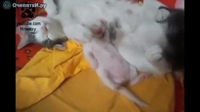 The Sleeping Kitten ^ + ^ Забавный котенок)