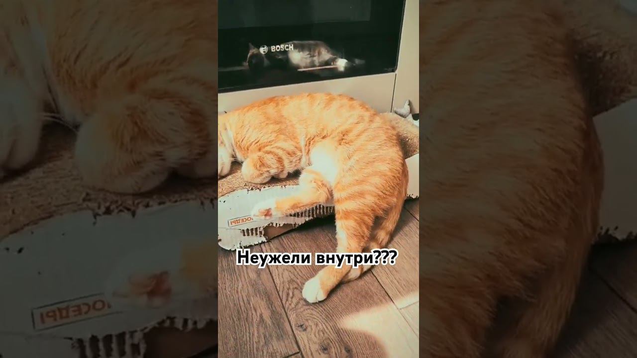 Потерянные и найденные  #котик #cat #Милота #Тиша #Боня #kitten  #catlove