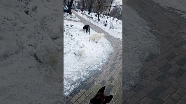 Морозные прогулки с собакой