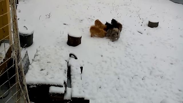 Шпицы первый сне