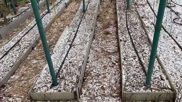 Узкие грядки умного ( ленивого) огорода.