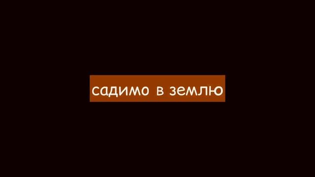 як виростити мандарин з кісточки