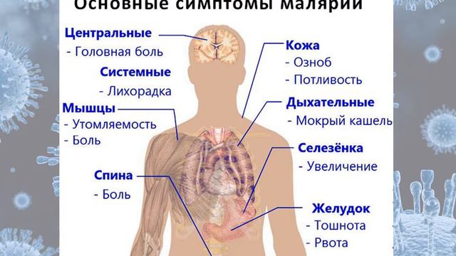 Измерение температуры тела.  Инфекционные, простудные и воспалительные заболевания .