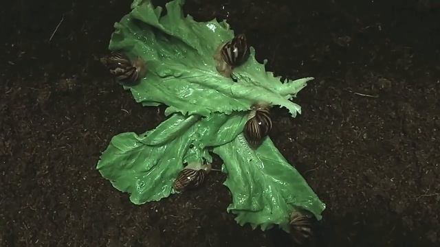 Улитки АХАТИНЫ кушают салат