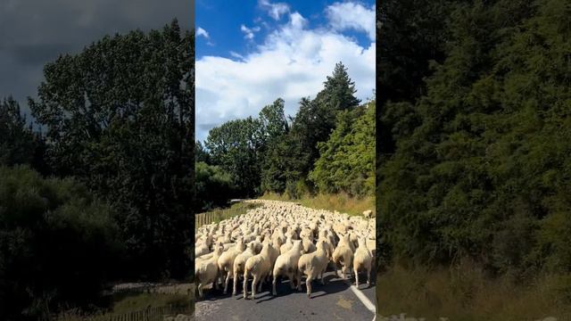 A New Zealand Traffic Jam   ViralHog