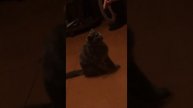 Кошка и рука