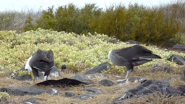 Espanola Albatros Courting Dance - Galapagos Trip 2013