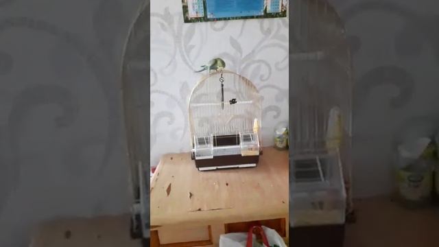 Попугай Тоша.Сел на голову?