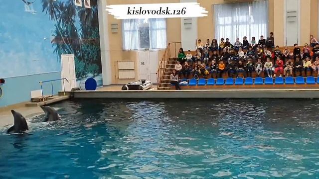 Кисловодский дельфинарий 2022г.  ШОУ Кисловодск