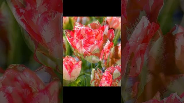 Хорошее настроение Tulipы Terry часть2