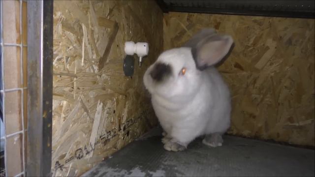 Ниппельное поение кроликов
