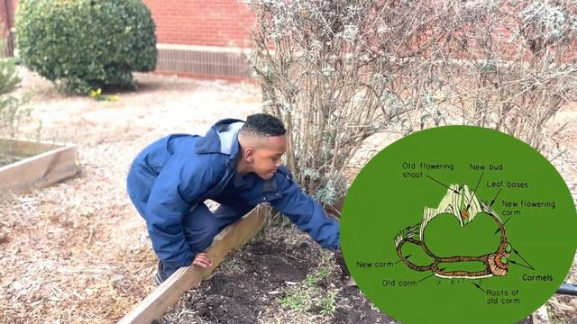 Marbut Garden: Planting Gladiolus with Alana and E.J.