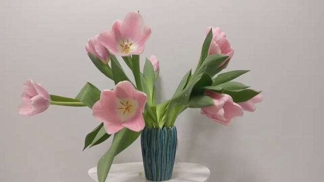 Tulips are Drinking Water Time-Lapse — Тюльпаны пьющие воду