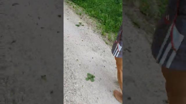Бег ?трусцой босиком