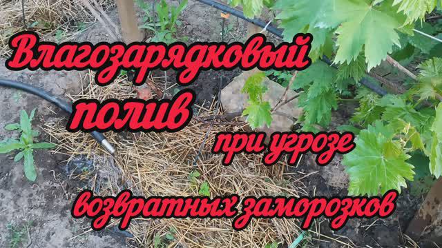 Влагозарядковый полив винограда при угрозе возвратных заморозков. 3.05.24