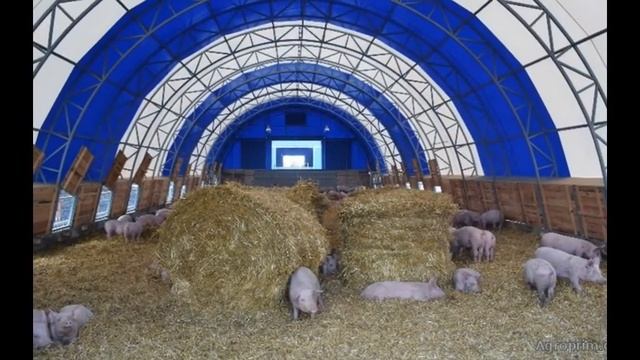 Строительство свинокомплексов