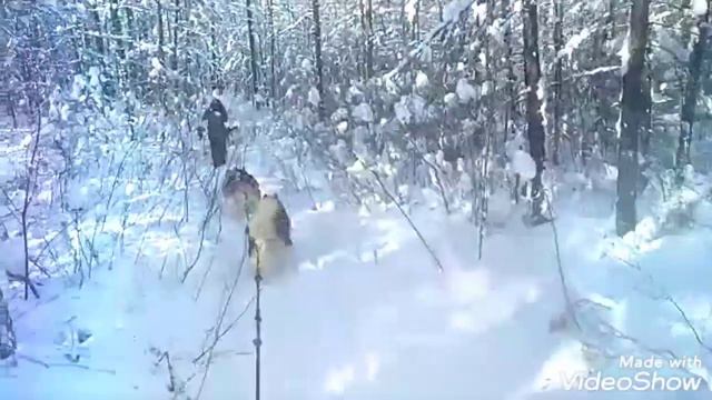 Езда на собачьих упряжках 28.02.2019