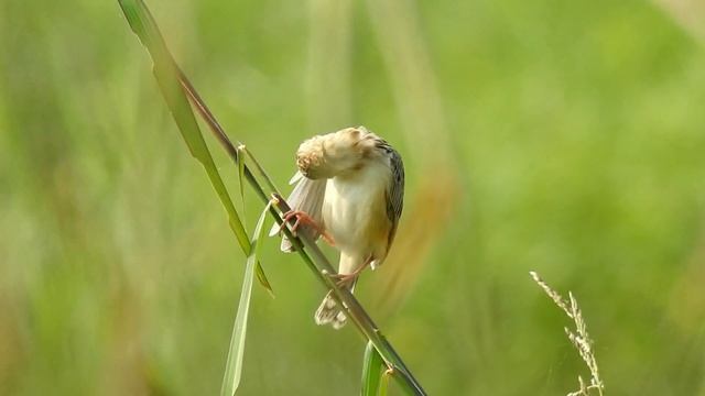 Zitting Cisticola or Streaked fantail Warbler (Cisticola juncidis)- Calling video by NIKON P-900
