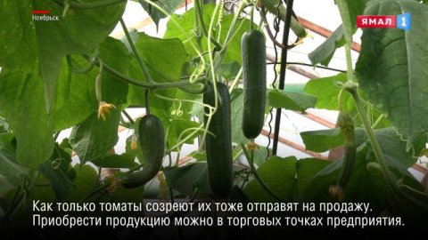 6 тонн огурцов намерены вырастить овощеводы сельхозкомплекса «Ноябрьский» в этом году