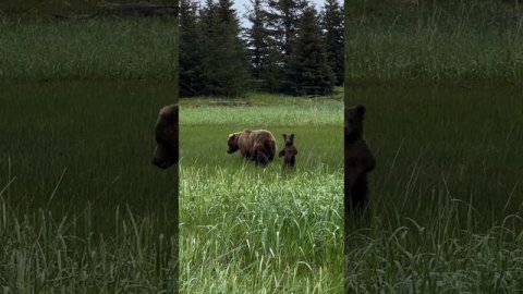 Медвежонок приглашает оператора присоединиться к обеду