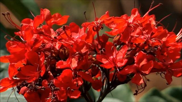 Beautiful Flower - Clerodendrum splendens - Flaming Glorybower - Red Color